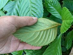 Rhynchotechum formosanum