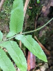 Microlepia hookeriana