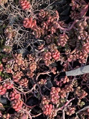 Sedum divergens