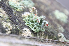 Cladonia didyma