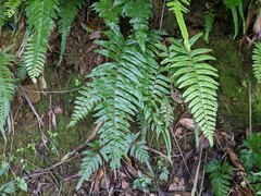 Microlepia hookeriana