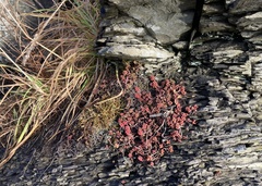 Sedum divergens