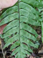 Microlepia hookeriana