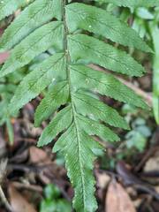 Microlepia hookeriana