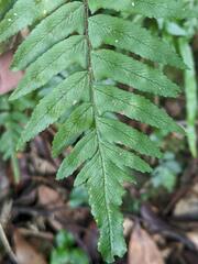 Microlepia hookeriana