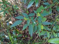 Triadica cochinchinensis