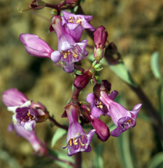 Penstemon patens