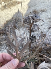 Silphium albiflorum