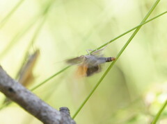 Telocharacta hemicroca