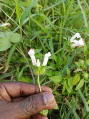 Ipomoea pes-tigridis