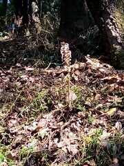 Sarcoglottis schaffneri