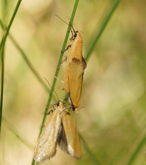 Telocharacta hemicroca