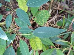 Triadica cochinchinensis