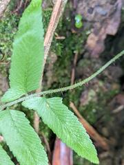 Microlepia hookeriana