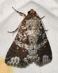 Condica cupentia