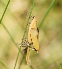 Telocharacta hemicroca