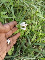 Ipomoea pes-tigridis