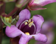 Penstemon patens