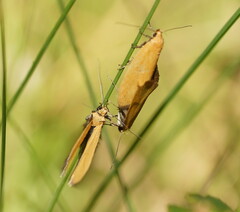 Telocharacta hemicroca