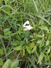 Ipomoea pes-tigridis
