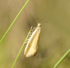 Telocharacta hemicroca