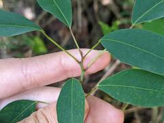 Triadica cochinchinensis
