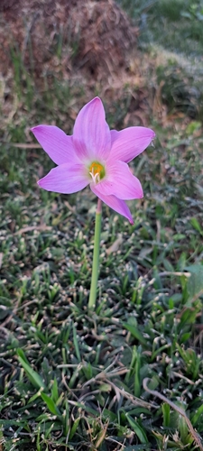 Image of Zephyranthes robusta by (c) William G. Borges, some rights reserved (CC BY)