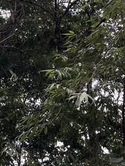 Callicarpa hypoleucophylla