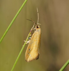 Telocharacta hemicroca