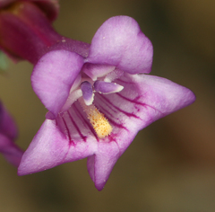 Penstemon patens