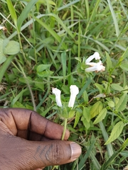 Ipomoea pes-tigridis