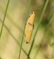 Telocharacta hemicroca