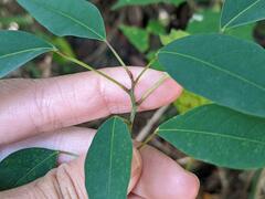 Triadica cochinchinensis