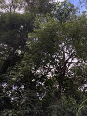 Callicarpa hypoleucophylla