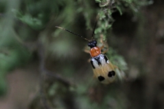 Diabroticina