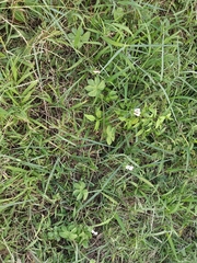 Ipomoea pes-tigridis
