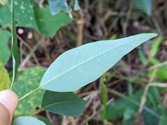 Triadica cochinchinensis