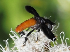 Galactomyia