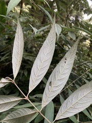 Callicarpa hypoleucophylla
