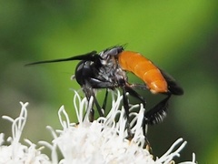 Galactomyia