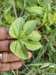 Ipomoea pes-tigridis