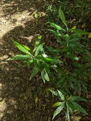 Helicia cochinchinensis