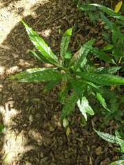 Helicia cochinchinensis