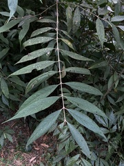 Callicarpa hypoleucophylla