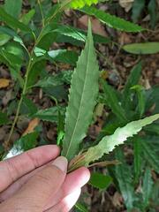 Helicia cochinchinensis