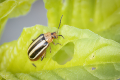 Disonycha glabrata
