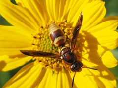 Euodynerus pratensis