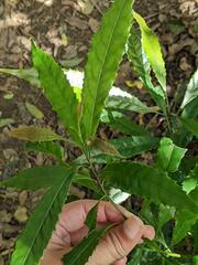 Helicia cochinchinensis