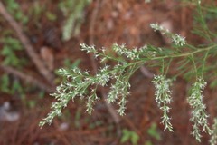 Eupatorium compositifolium