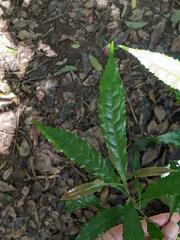 Helicia cochinchinensis